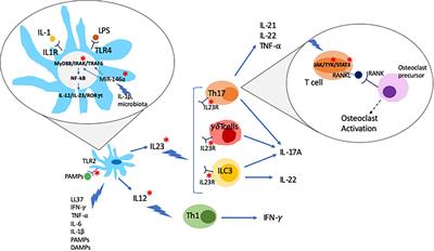 The Molecular Pathophysiology of Psoriatic Arthritis—The Complex Interplay Between Genetic Predisposition, Epigenetics Factors, and the Microbiome